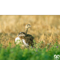 گونه زنگوله‌ بال Little Bustard